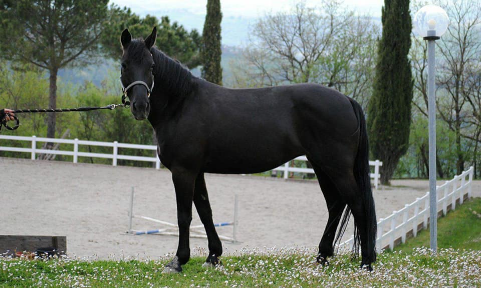 Monterufolino (Cavallino di Monterufoli Horses)